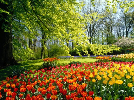 jardines-de-keukenhof-holanda