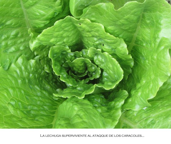 lechuga
