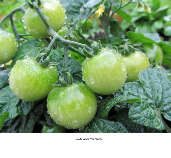 tomatesverdes
