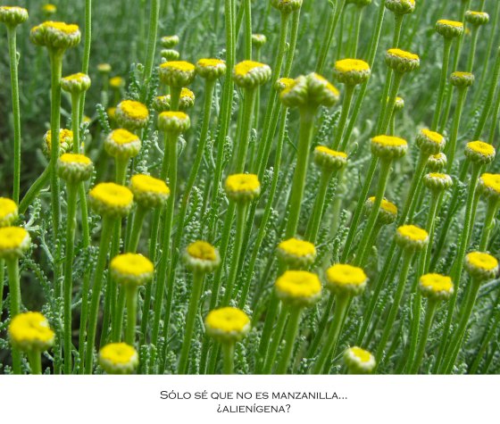 manzanilla3