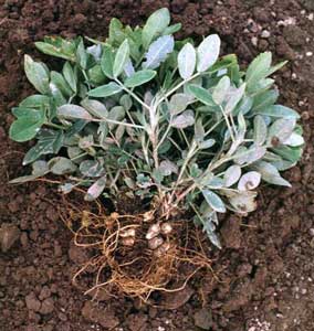 arachis-hypogaea-cacahuete