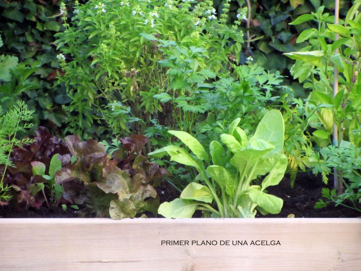 acelga