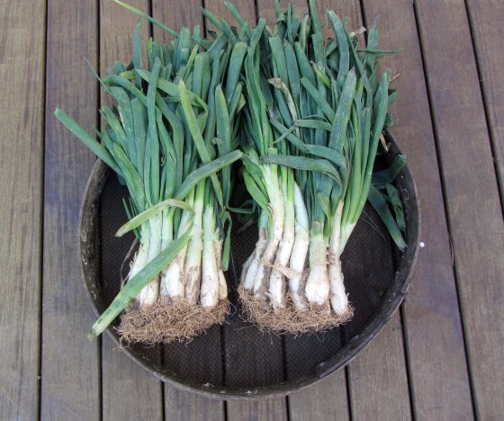 calçots1
