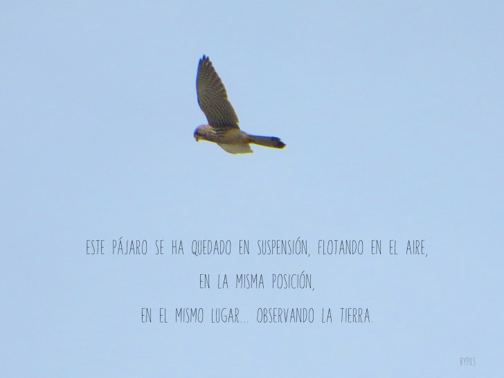 PAJARO1