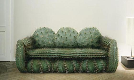sofacactus