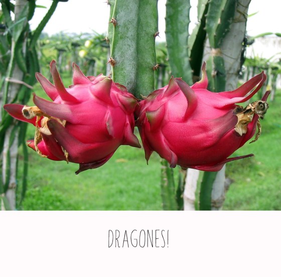 dragonfruit
