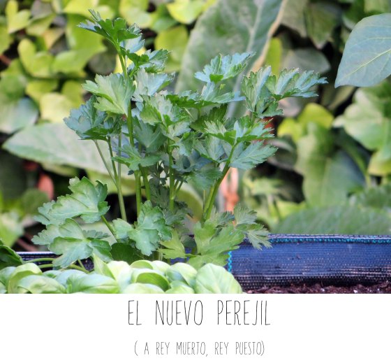 perejil