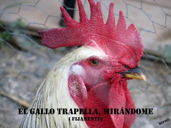 gallo