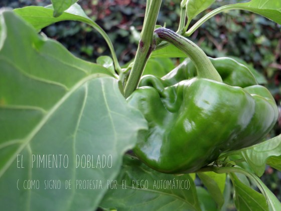 pimiento1