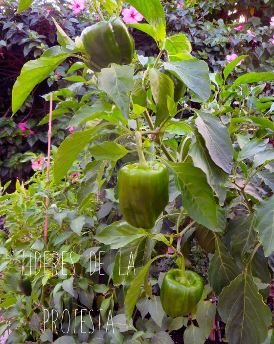 pimientos2
