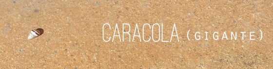 caracola4