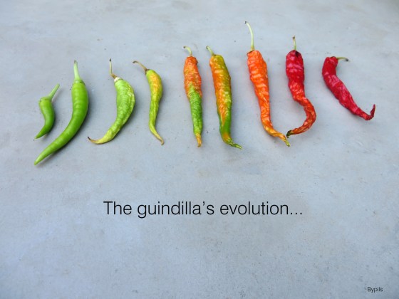 guindilla