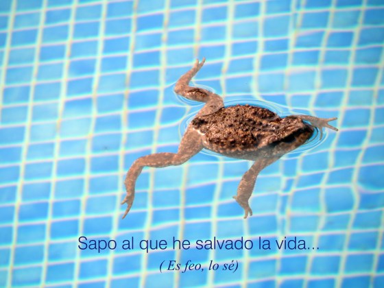 sapo1