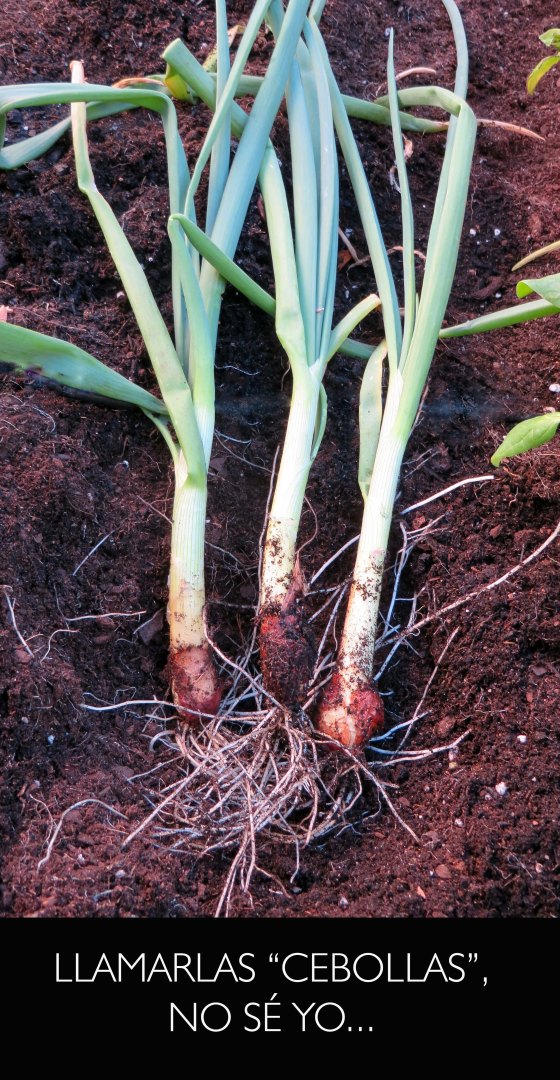 CEBOLLAS