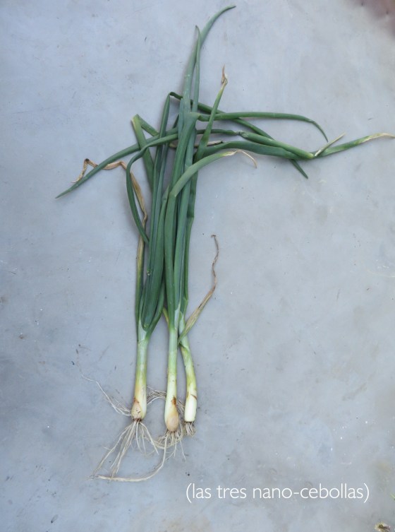 cebollas3