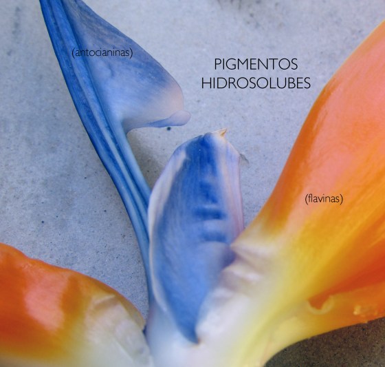 pigmentos