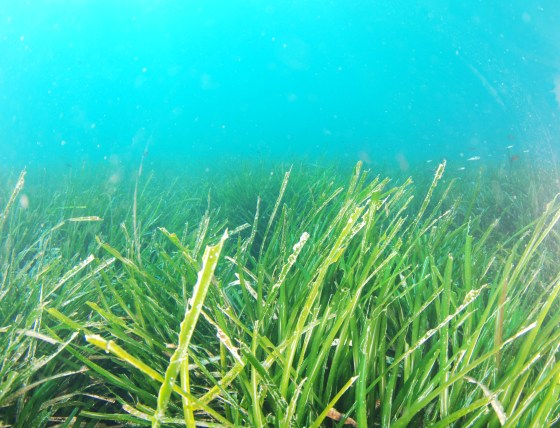 Posidonia1