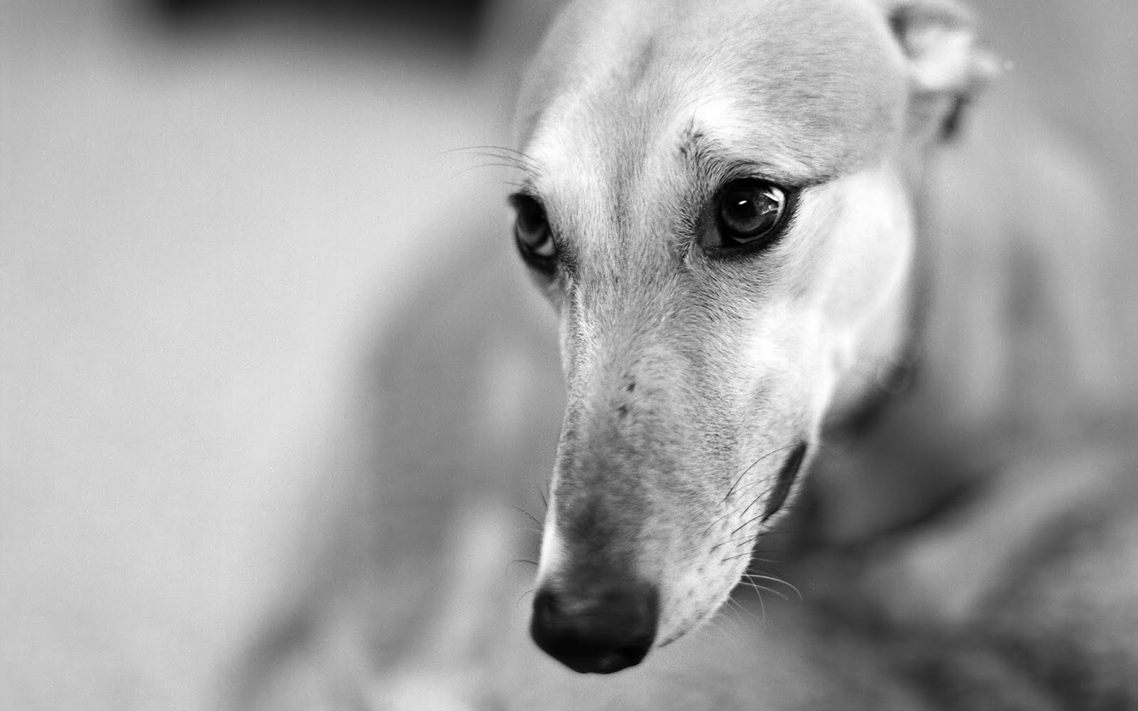 galgo