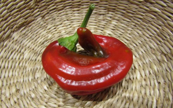 pimiento2
