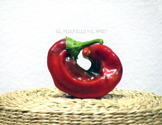 pimiento3