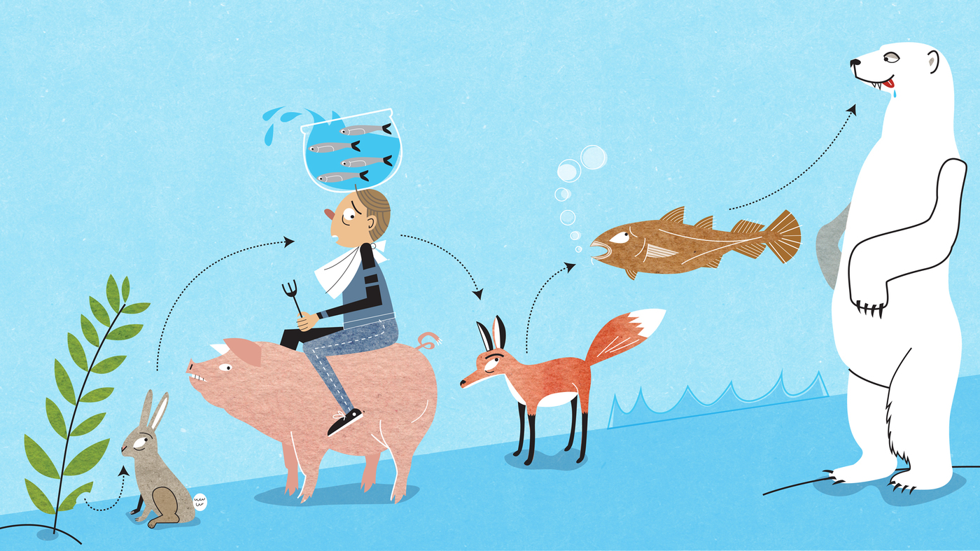 An animal's ranking on the food chain depends on where its meals place on the ladder. That puts plants on the bottom (they make all their food), polar bears on top and people somewhere between pigs and anchovies.