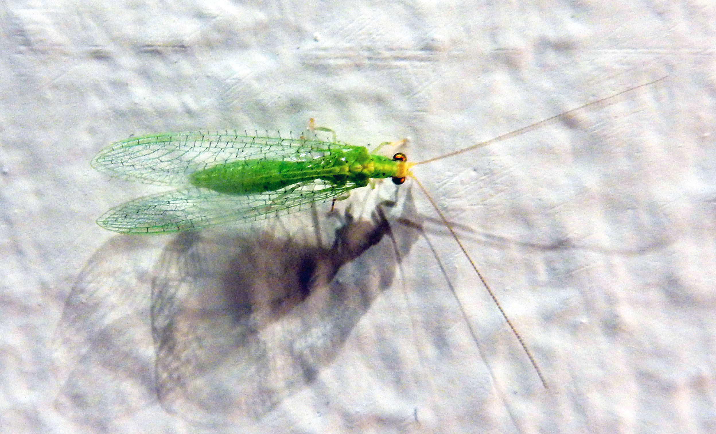 Insecto verde con alas transparentes… | Non Perfect. El blog imperfecto.