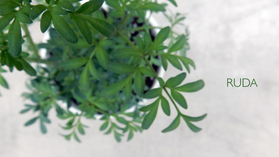 RUDA1
